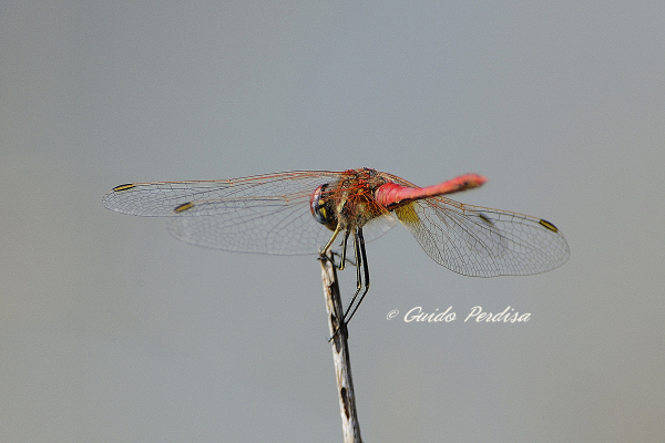 ID Odonata 2